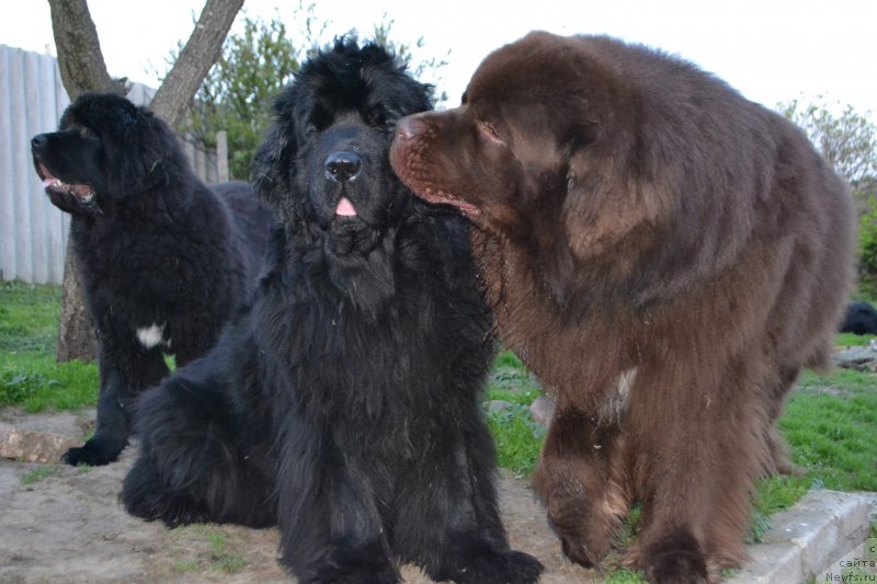 Фото: ньюфаундленд I'm Little Princess Midnight Bear, ньюфаундленд Aquatoriya Kelvin Riverdance (Акватория Келвин Риверданс)