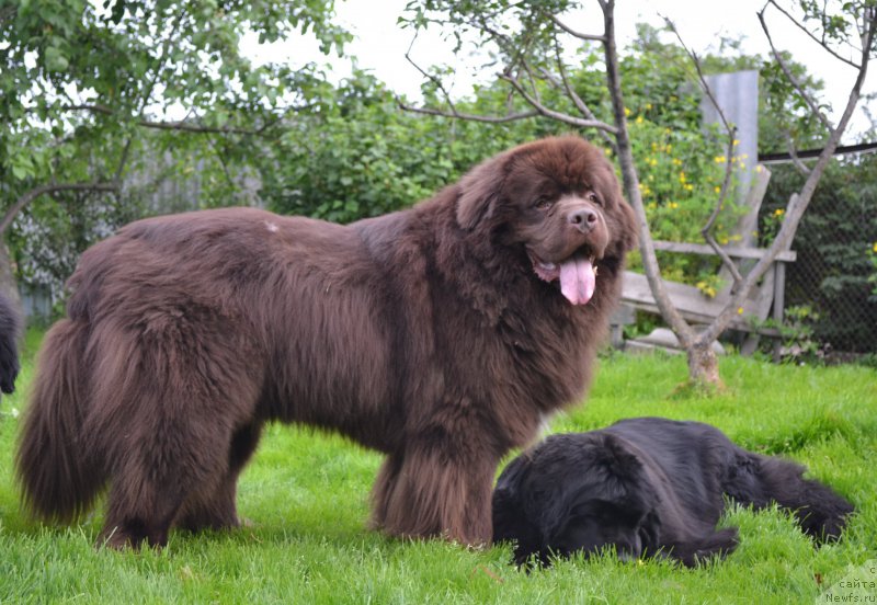 Фото: ньюфаундленд Aquatoriya Kelvin Riverdance (Акватория Келвин Риверданс), ньюфаундленд Talisman Morya Magiya Voln (Талисман Моря Магия Волн)