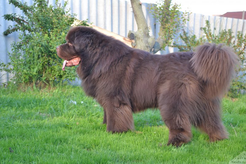 Фото: ньюфаундленд Aquatoriya Kelvin Riverdance (Акватория Келвин Риверданс)