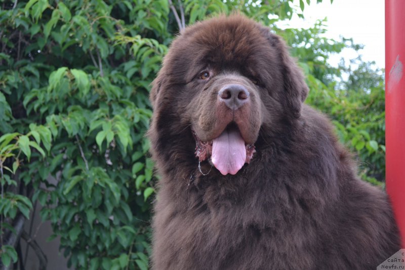 Фото: ньюфаундленд Aquatoriya Kelvin Riverdance (Акватория Келвин Риверданс)