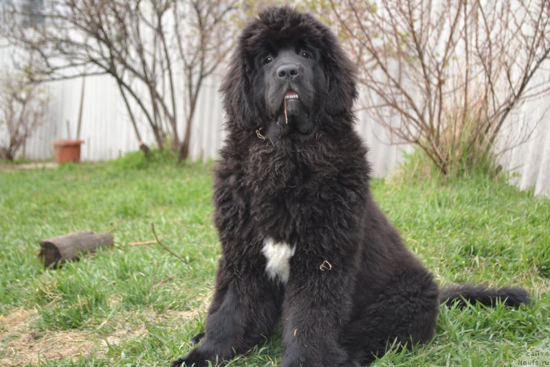 Фото: ньюфаундленд Talisman Morya La-Valetta (Талисман Моря Ла-Валетта)