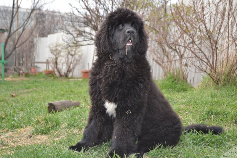 Фото: ньюфаундленд Talisman Morya La-Valetta (Талисман Моря Ла-Валетта)