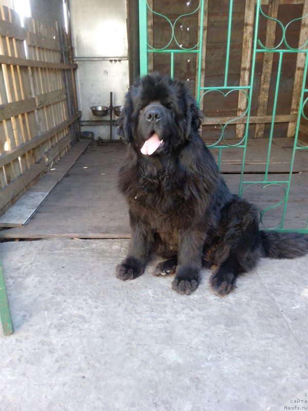 Фото: ньюфаундленд Sent Djons Zaura (Сент Джонс Заура)