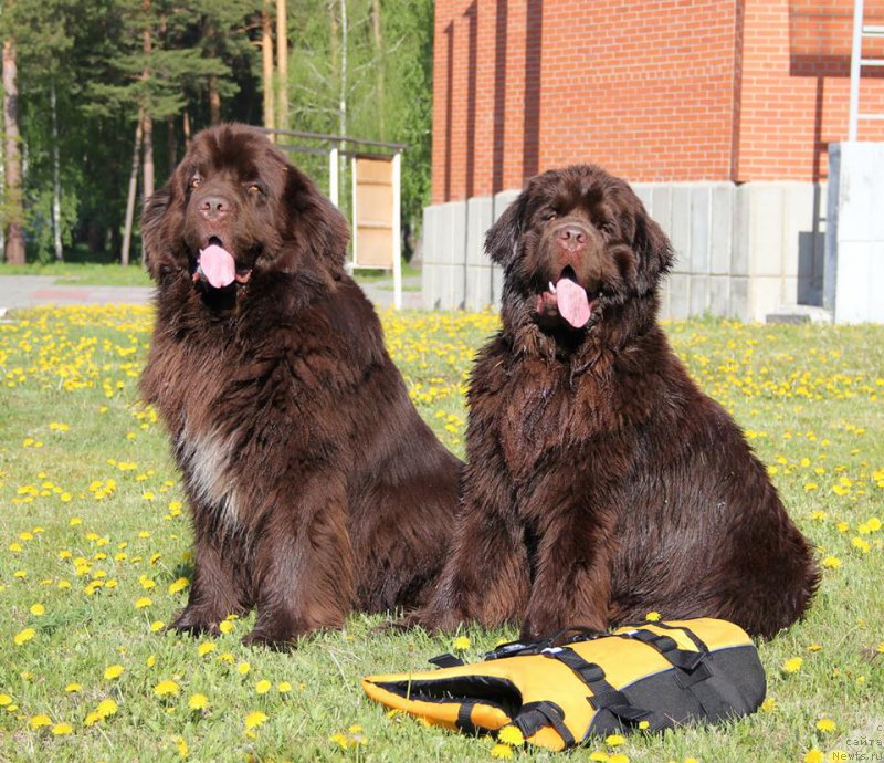 Фото: ньюфаундленд Obush SHed YAntarnyiy Poceluy (Обуш Шед Янтарный Поцелуй), ньюфаундленд N'yufort Vashe Velichestvo Brabus (Ньюфорт Ваше Величество Брабус)