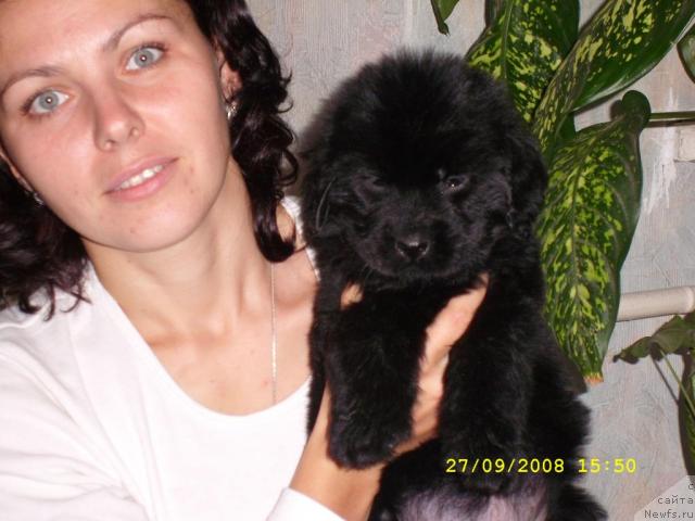 Фото: ньюфаундленд Jemchujina Sibiri ot Marleon Dusvik (Жемчужина Сибири от Марлеон Дусвик), Lyudmila Lityaeva (Людмила Литяева)
