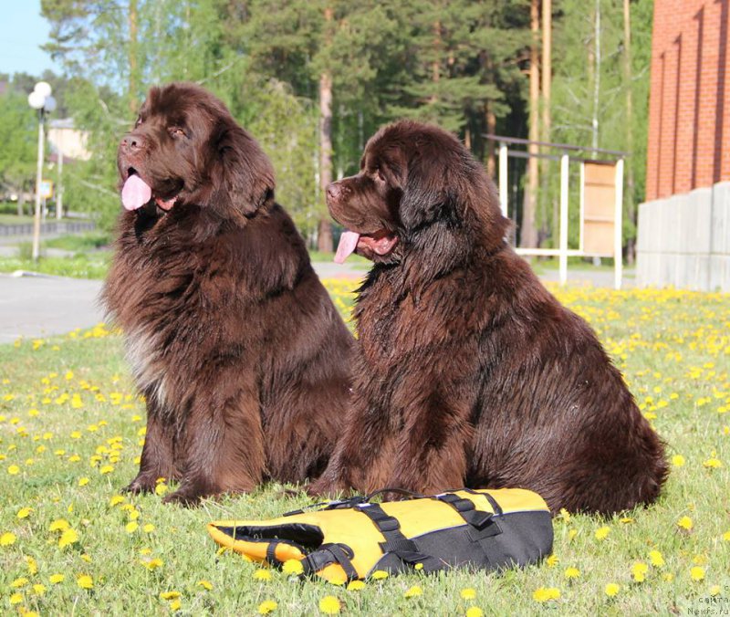 Фото: ньюфаундленд Obush SHed YAntarnyiy Poceluy (Обуш Шед Янтарный Поцелуй), ньюфаундленд N'yufort Vashe Velichestvo Brabus (Ньюфорт Ваше Величество Брабус)