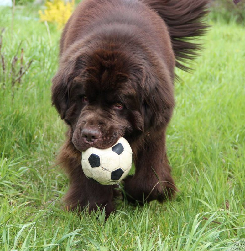 Фото: ньюфаундленд N'yufort Vashe Velichestvo Brabus (Ньюфорт Ваше Величество Брабус)