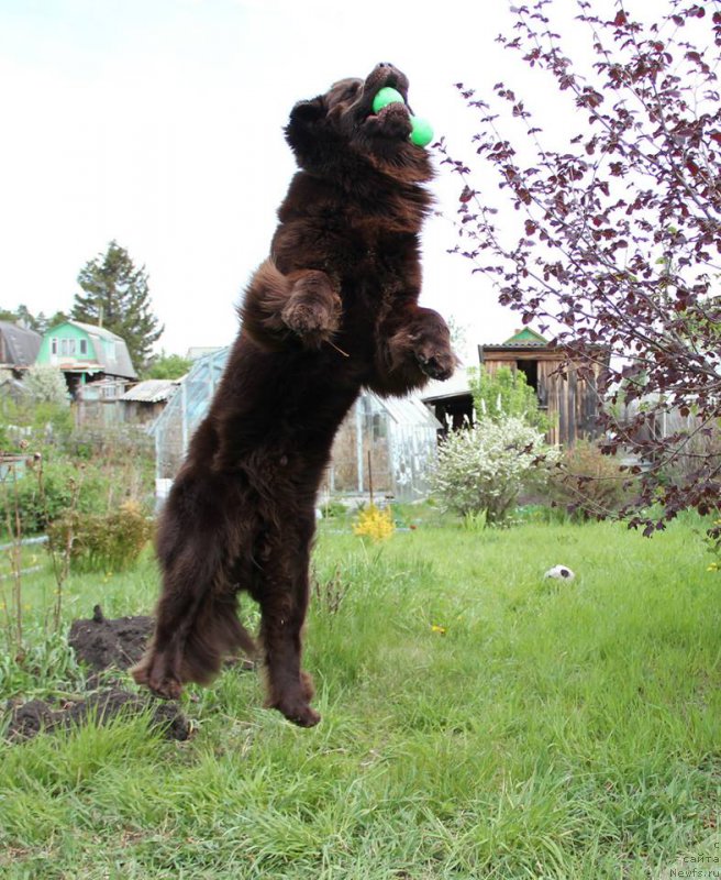 Фото: ньюфаундленд N'yufort Vashe Velichestvo Brabus (Ньюфорт Ваше Величество Брабус)