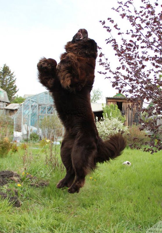 Фото: ньюфаундленд N'yufort Vashe Velichestvo Brabus (Ньюфорт Ваше Величество Брабус)