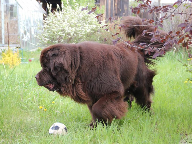 Фото: ньюфаундленд N'yufort Vashe Velichestvo Brabus (Ньюфорт Ваше Величество Брабус)