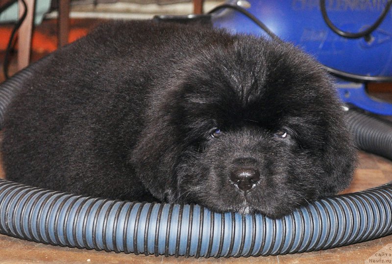 Фотография № 207852