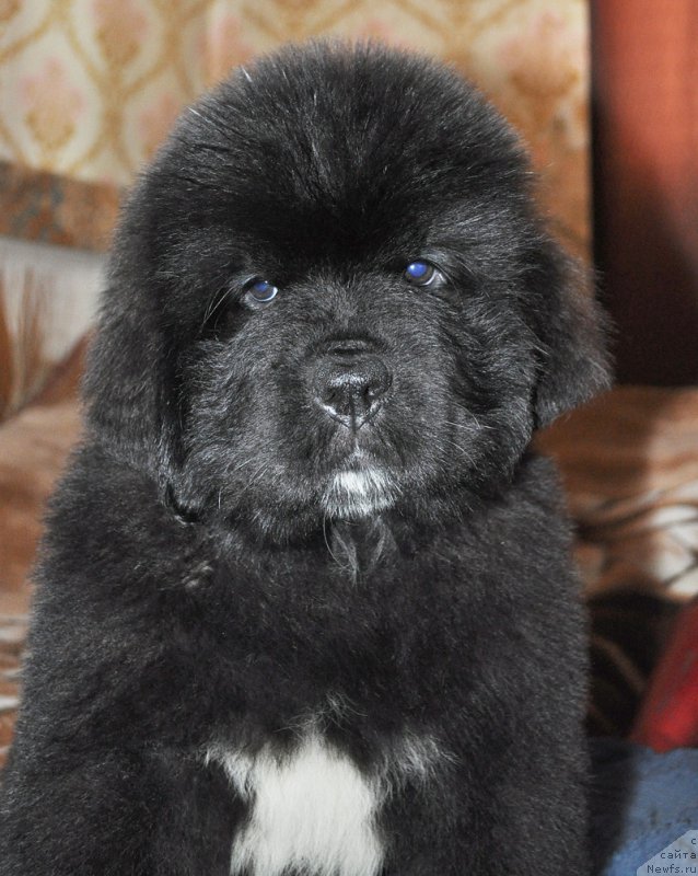 Фотография № 207853