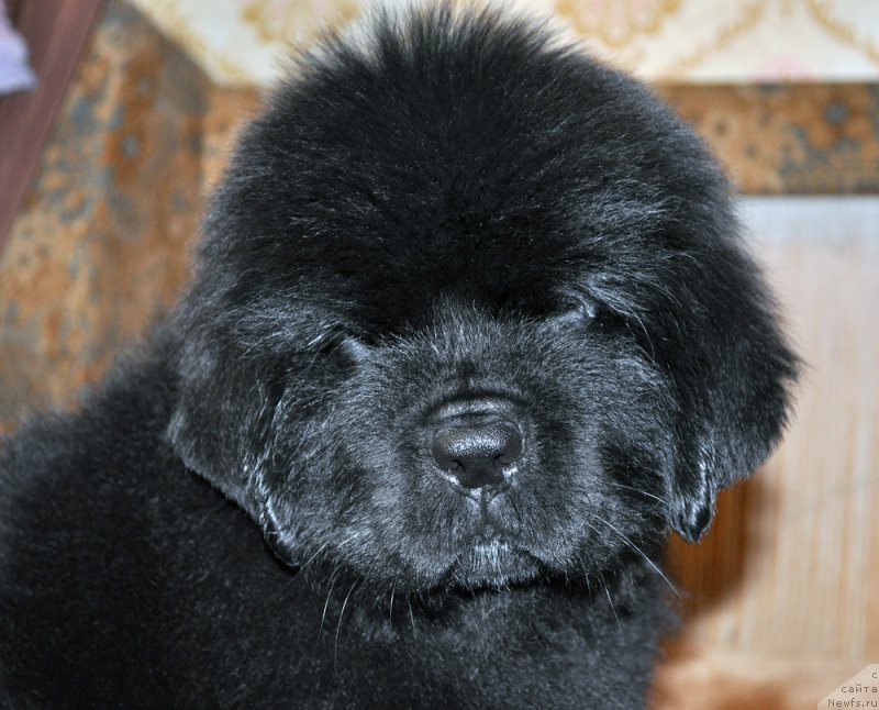 Фотография № 207854