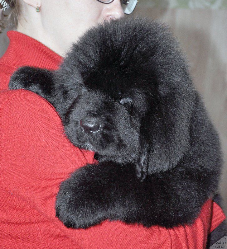 Фотография № 207855