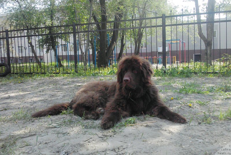 Фото: ньюфаундленд Braunblad MSK Saylas Soul Drim (Браунблад МСК Сайлас Соул Дрим)