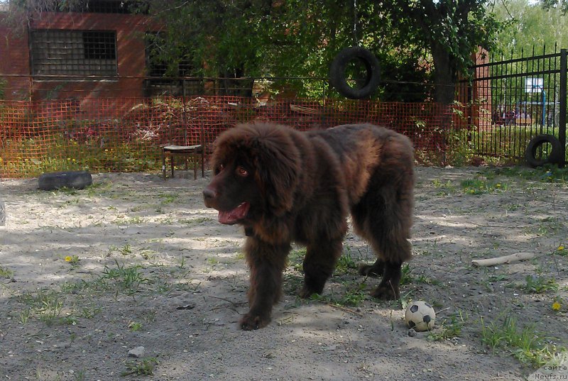 Фото: ньюфаундленд Braunblad MSK Saylas Soul Drim (Браунблад МСК Сайлас Соул Дрим)