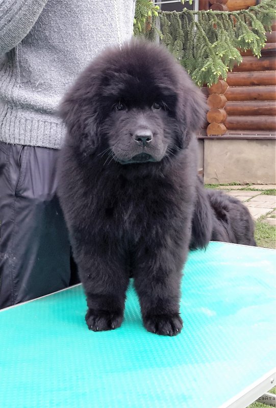 Фотография № 207885