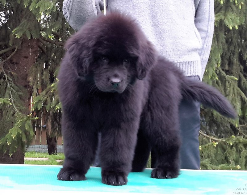 Фотография № 207886