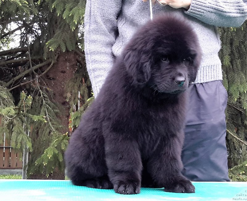 Фото: ньюфаундленд Waterton-Lakes Bear Now and Forever Zhade (Уотертон-Лейкс Беар Нау энд Форевер Жаде)
