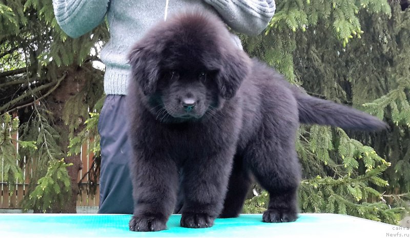 Фотография № 207893