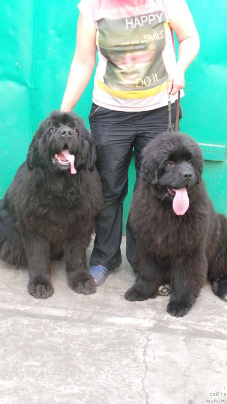 Фото: ньюфаундленд Sent Djons Zaura (Сент Джонс Заура), ньюфаундленд Vip Kollekshn Alaniya (Вип Коллекшн Алания)