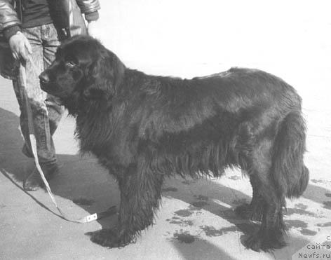 Фото: ньюфаундленд Darti SHen San (Дарти Шен Сан)