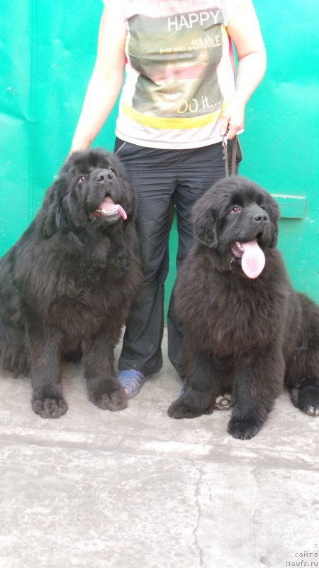 Фото: ньюфаундленд Sent Djons Zaura (Сент Джонс Заура), ньюфаундленд Vip Kollekshn Alaniya (Вип Коллекшн Алания)