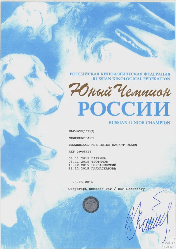 Фото: ньюфаундленд Brownblood MSK Hrica Hacket Ollen (Браунблад МСК Хриса Хаккет Оллен)