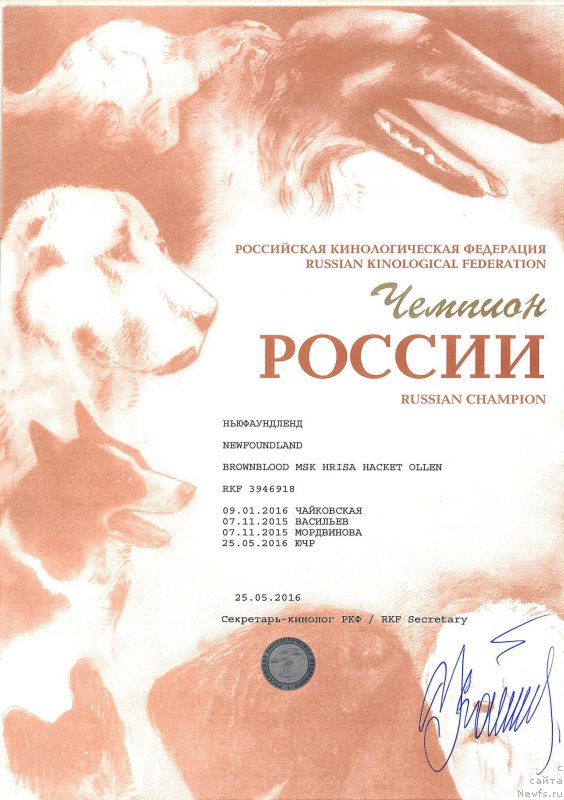 Фото: ньюфаундленд Brownblood MSK Hrica Hacket Ollen (Браунблад МСК Хриса Хаккет Оллен)