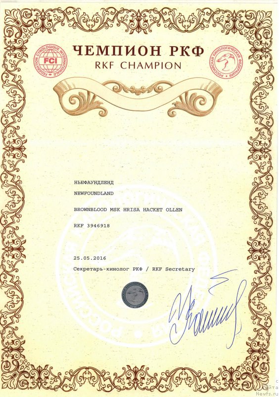 Фото: ньюфаундленд Brownblood MSK Hrica Hacket Ollen (Браунблад МСК Хриса Хаккет Оллен)