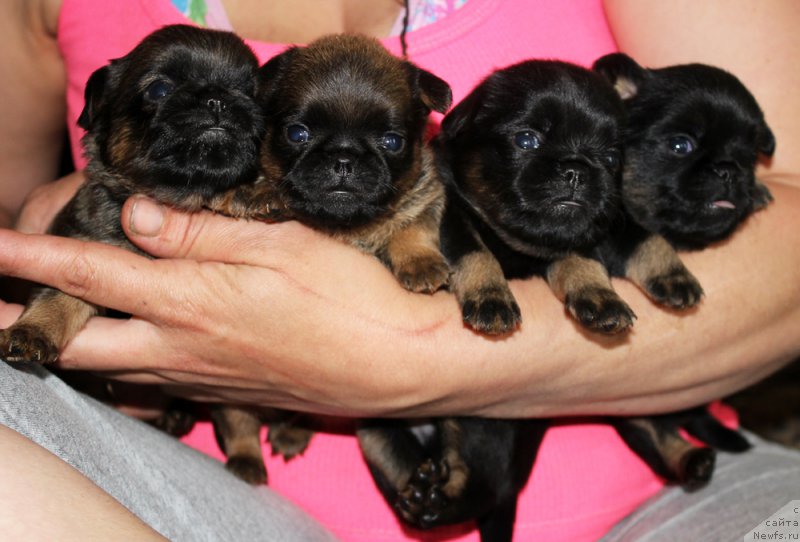 Фотография № 207911