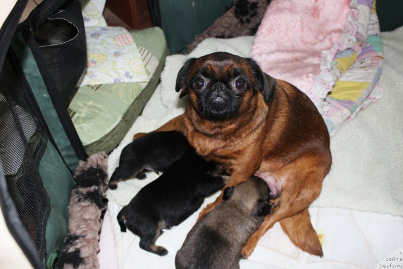 Фотография № 207913