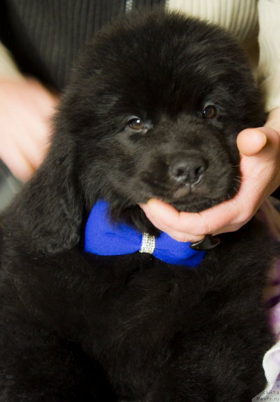 Фото: ньюфаундленд Saif Sozvezdie Oriona (Саиф Созвездие Ориона)