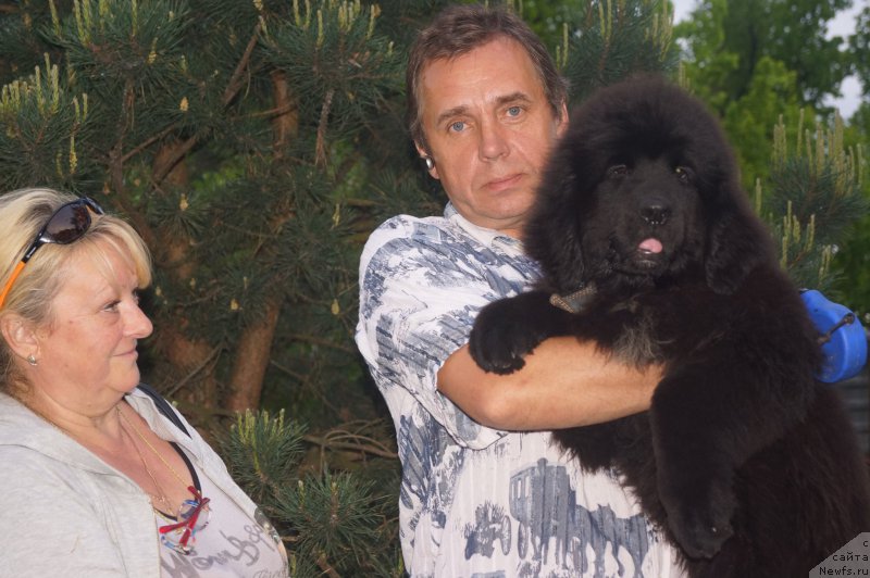 Фото: ньюфаундленд Enigmatic kingd Angel of Soul (Енигматик Кингд Ангел оф Cоул)