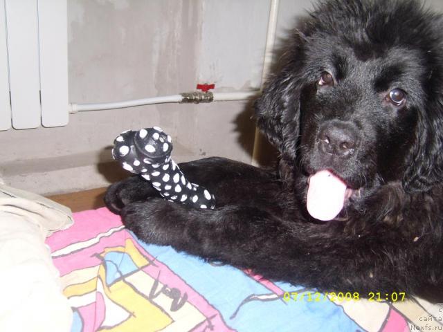 Фото: ньюфаундленд Jemchujina Sibiri ot Marleon Dusvik (Жемчужина Сибири от Марлеон Дусвик)