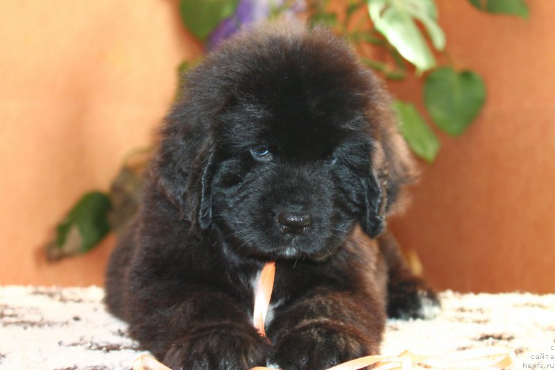 Фото: ньюфаундленд Enigmatic kingd Always In My Heart (Енигматик Кингд Алвайс Ин Му Хеарт)