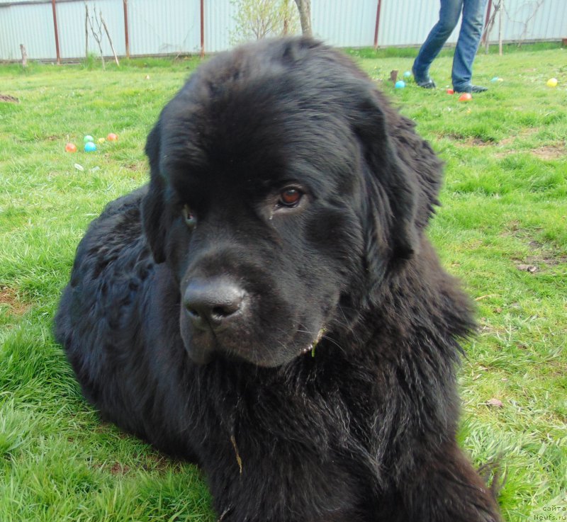 Фото: ньюфаундленд Belkonder-Club Burgundy Ice (Белкондер-Клаб Бургунди Айс)