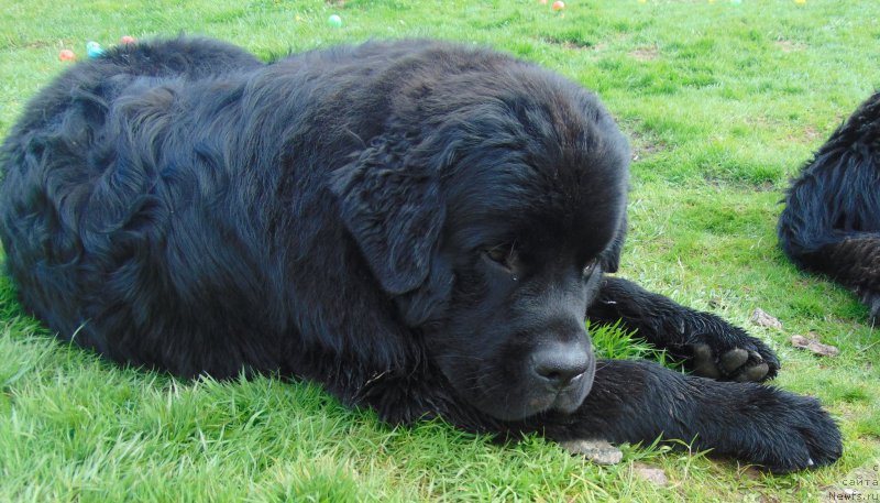 Фото: ньюфаундленд Belkonder-Club Burgundy Ice (Белкондер-Клаб Бургунди Айс)