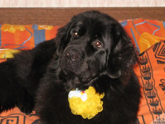 Фото: ньюфаундленд Azazel' Nejnyiy Cvetok (Азазель Нежный Цветок)