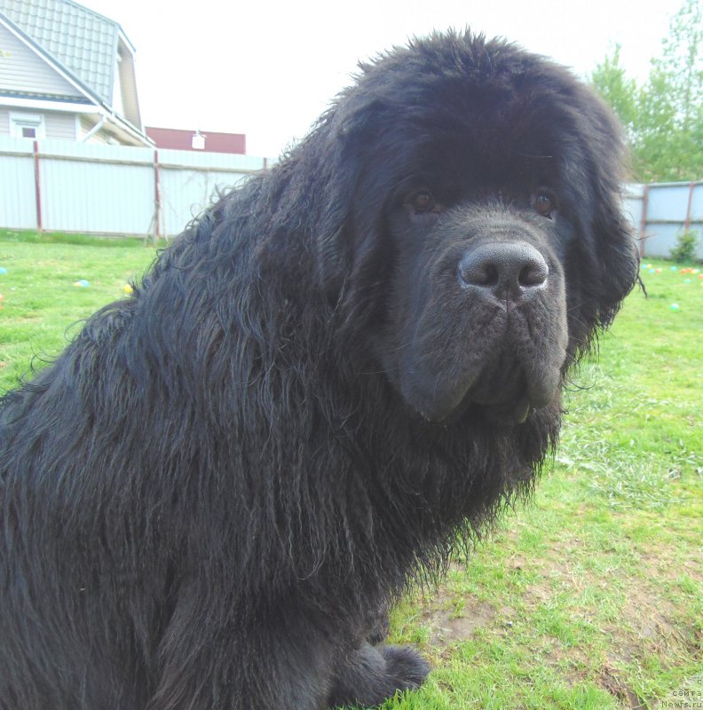 Фото: ньюфаундленд Belkonder-Club Jacobs Monarch (Белкондер-Клаб Якобс Монарх)