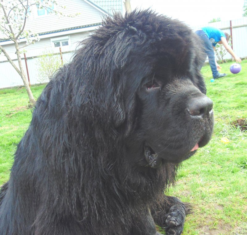 Фото: ньюфаундленд Belkonder-Club Jacobs Monarch (Белкондер-Клаб Якобс Монарх)