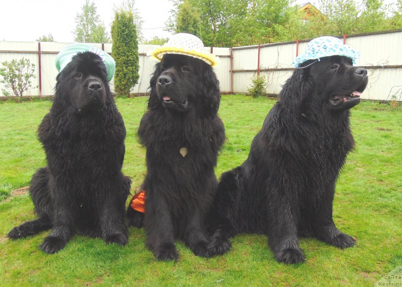 Фото: ньюфаундленд Tsentr Mirozdaniya iz Arkaima (Центр Мироздания из Аркаима), ньюфаундленд Tsinnamon Bel' Fra Sharmel iz Arkaima (Циннамон БельФра Шармэль из Аркаима), ньюфаундленд Tselogo Mira Malo iz Arkaima (Целого Мира Мало из Аркаима)