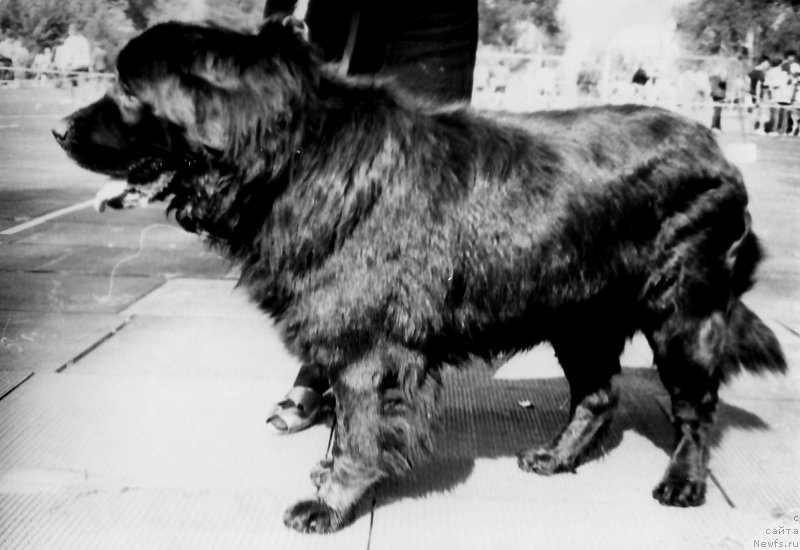 Фото: ньюфаундленд Myergis YUdjin Gay (Мэргис Юджин Гай)