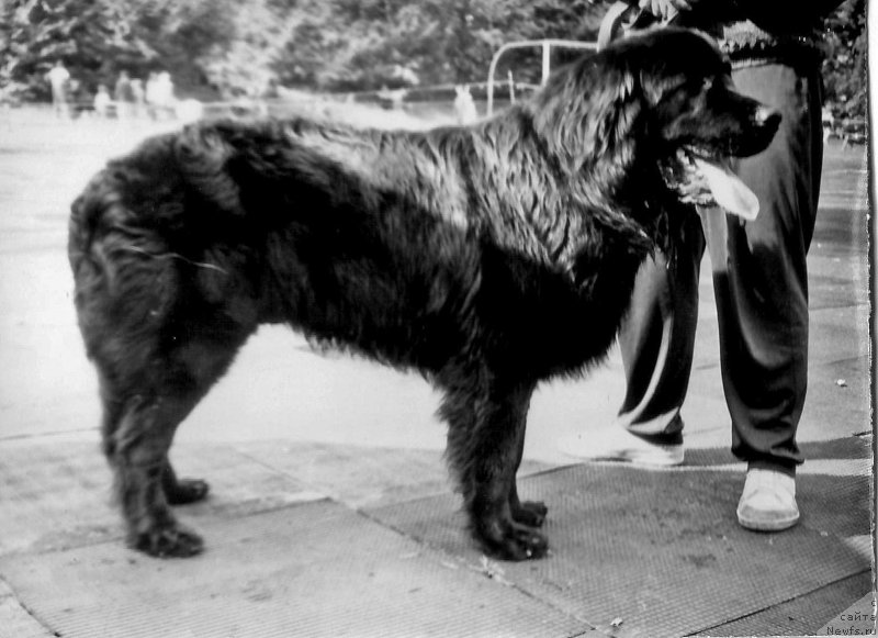 Фото: ньюфаундленд D Lord YAn Vel't (Д Лорд Ян Вельт)