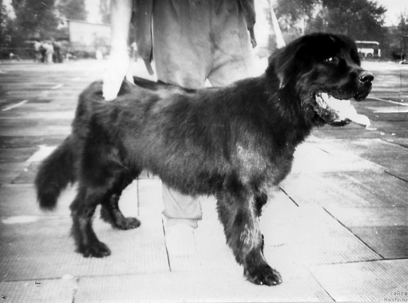 Фото: ньюфаундленд Meyber Syendi (Мейбер Сэнди)