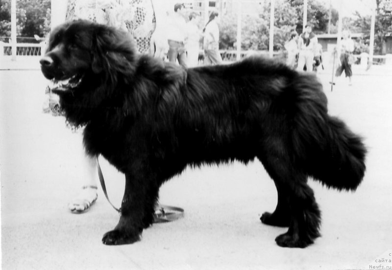 Фото: ньюфаундленд Kumir N'yu Lyend (Кумир Нью Лэнд)