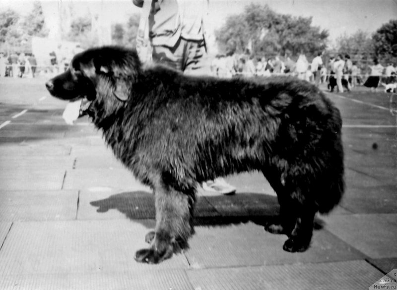 Фото: ньюфаундленд Anchar YEris Bakkar (Анчар Эрис Баккар)