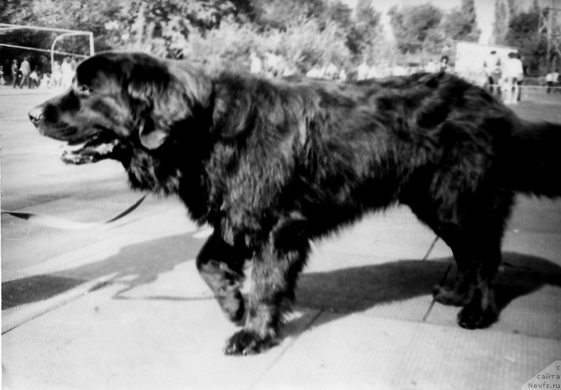 Фото: ньюфаундленд Jegay Grinpis Bon (Жегай Гринпис Бон)