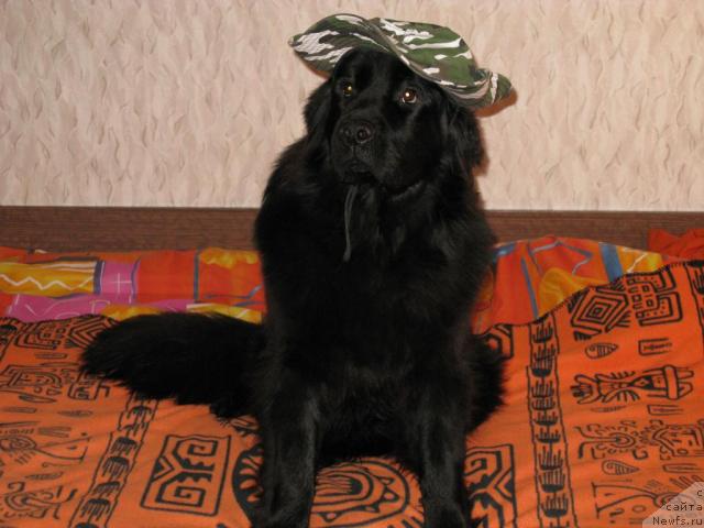 Фото: ньюфаундленд Azazel' Nejnyiy Cvetok (Азазель Нежный Цветок)