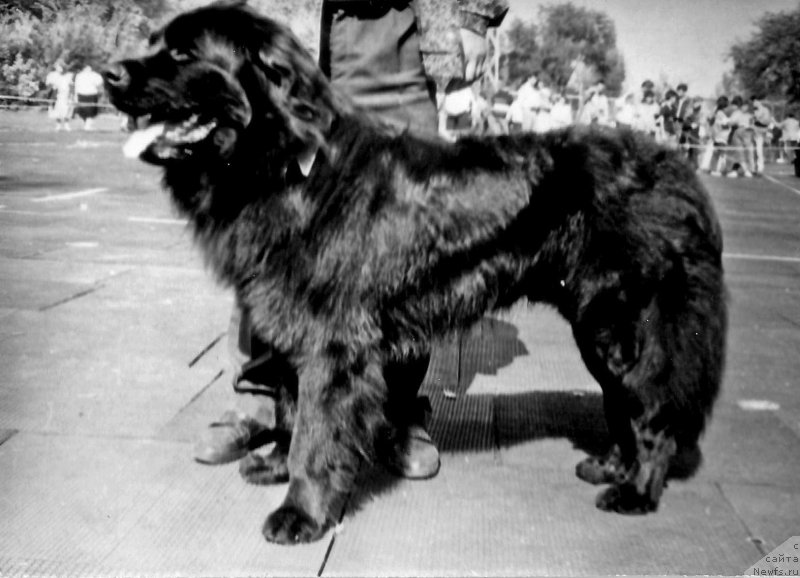 Фото: ньюфаундленд Dendi CHak (Денди Чак)